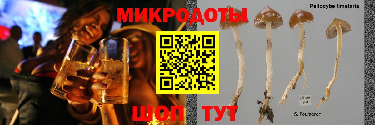 Псилоцибиновые грибы Psilocybe Канаш